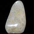 Free-Standing Polished Fossil Coral (Actinocyathus) Display #69363-1